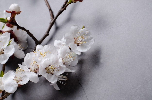 Spring flowers with branches blossoming apricots on grey background
