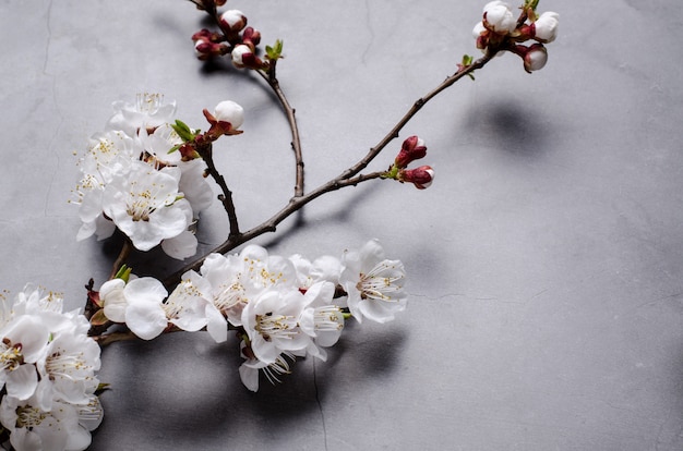 La primavera fiorisce con le albicocche sboccianti dei rami su fondo grigio