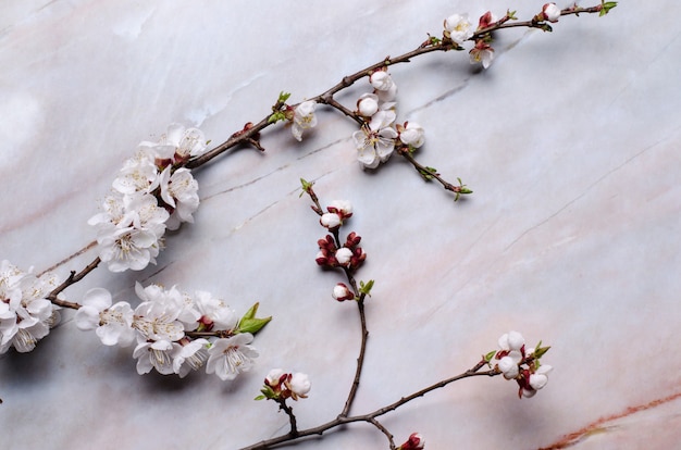 Spring flowers with branches blossoming apricots on grey background