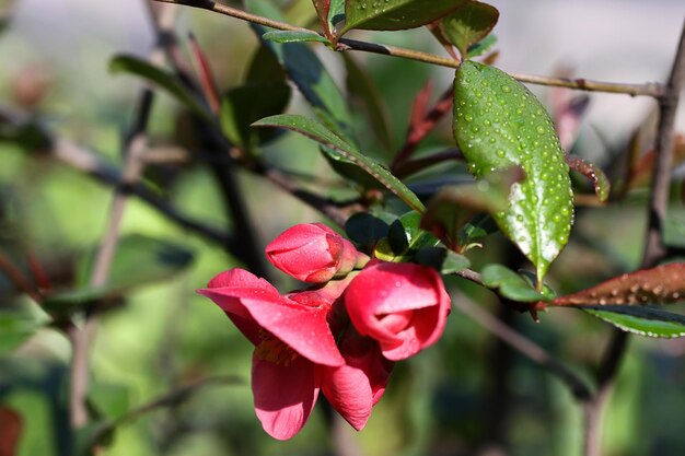 Spring flowers with dew on themLow key photography