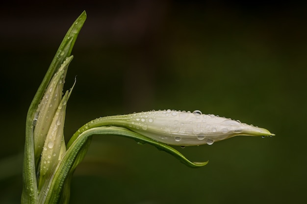 spring flowers with macro vision