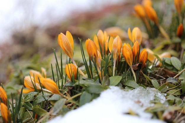 雪の中で春の花。黄色のクロッカス