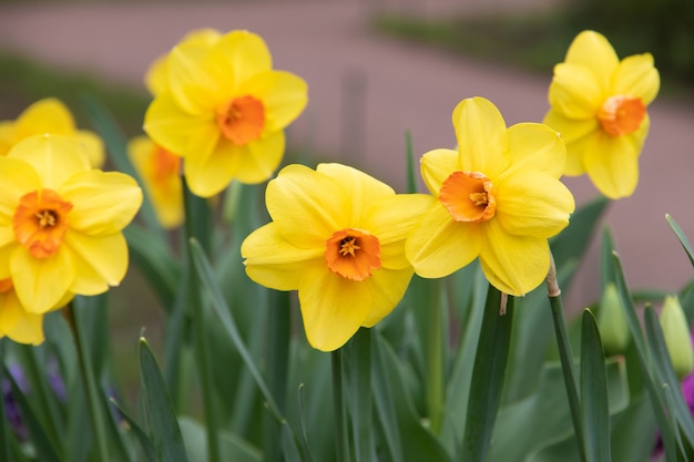 Spring flowers yellow daffodils. beautiful yellow flowers.