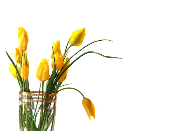 Spring flowers yellow tulips are not a white background Beautiful spring flowers Place to insert text and greetings