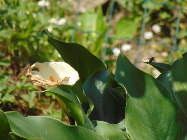 Spring flowers