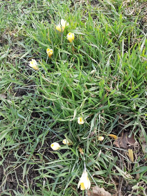 Spring flowers