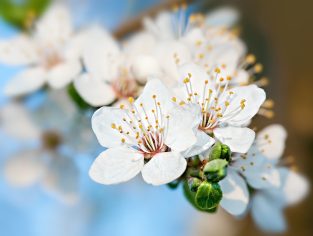 Spring flowers