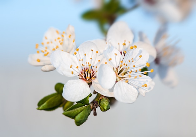 Spring flowers