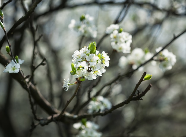 春の花