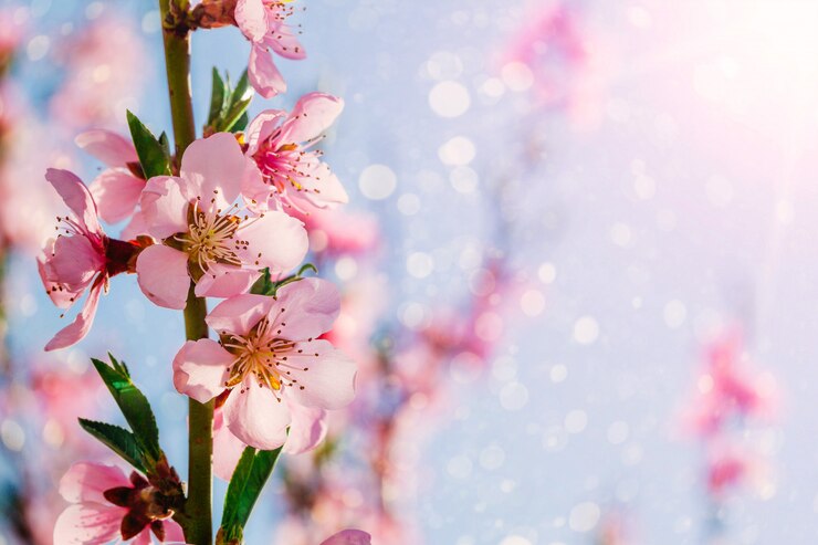 Photo spring flowers