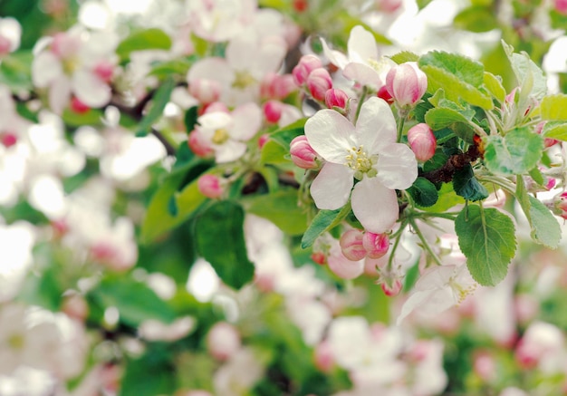 Spring flowers