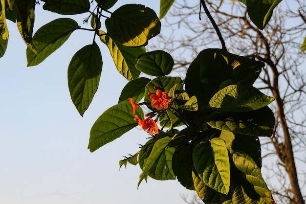 Spring flowers