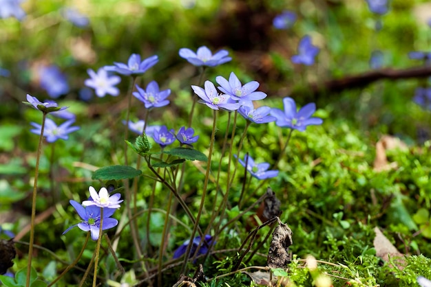 春の花