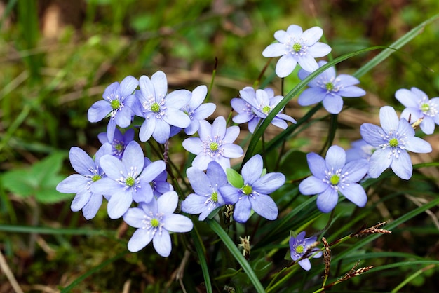 Spring flowers