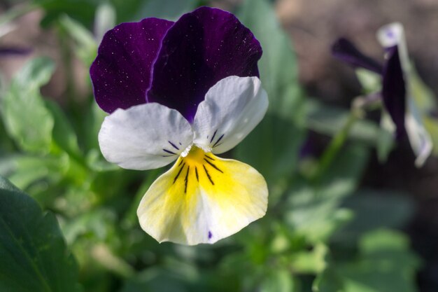 Spring Flowers