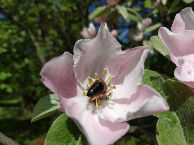 Photo spring flowers