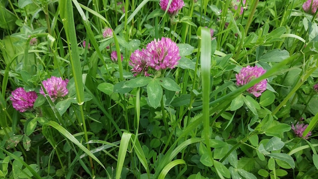 Spring flowers