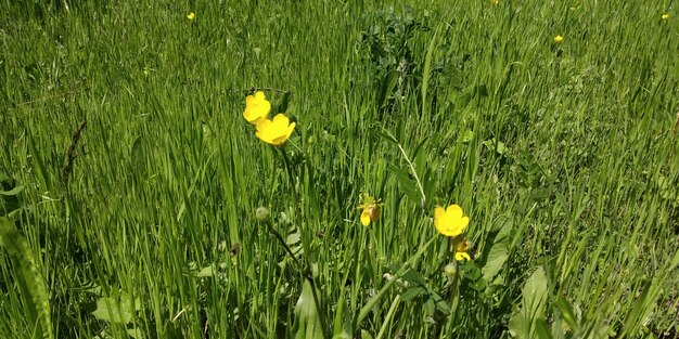 Spring flowers