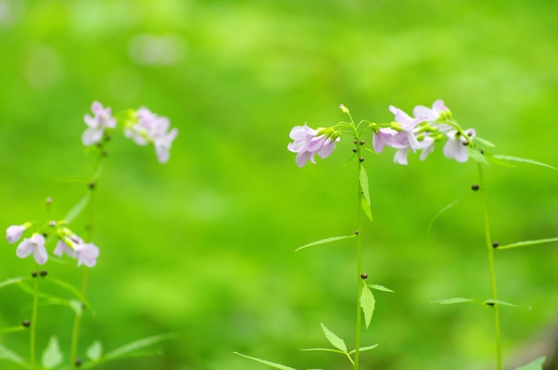 Spring flowers