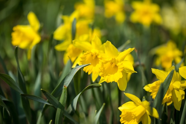 Spring flowers