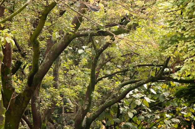 Spring Foliage and Details of Trees and Leaves