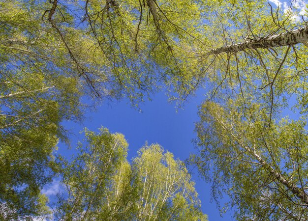 Spring forest on blue sky background