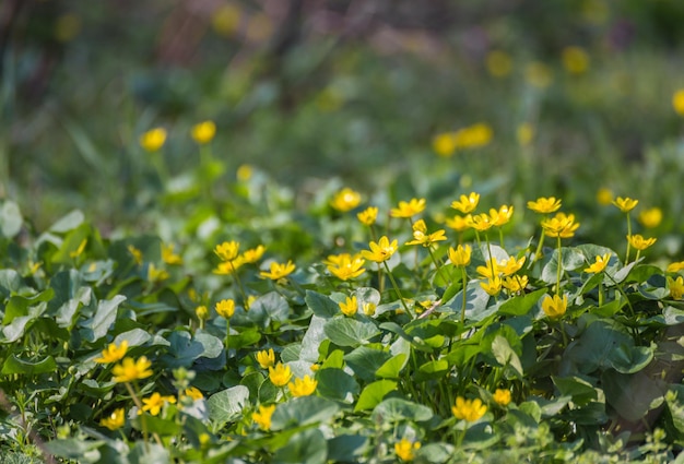 Spring forest covered with daffodils