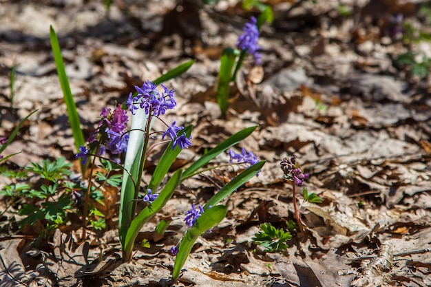 Spring forest The first spring flowers in the forest