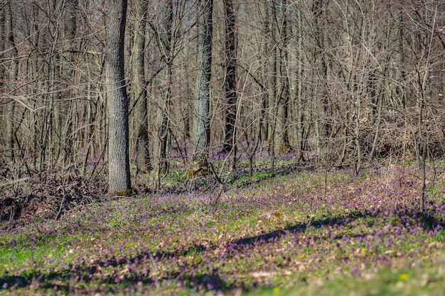 Spring forest The first spring flowers in the forest