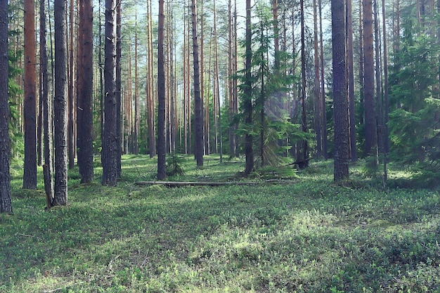 spring forest landscape, abstract fresh, seasonal nature view, green trees sun rays morning