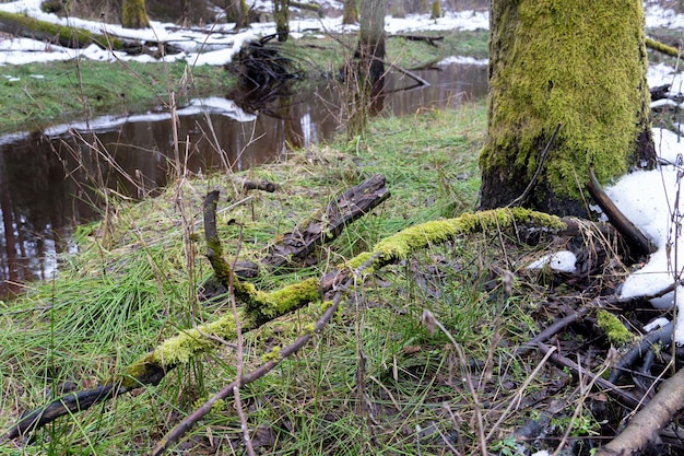 春の森の風景 沼地の古い森 苔で覆われた木の太い幹 緑の草の上に汚れた雪がほとんど