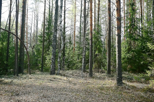 spring forest landscape seasonal / green background trees in the forest, fresh spring sunny landscape in nature, eco concept