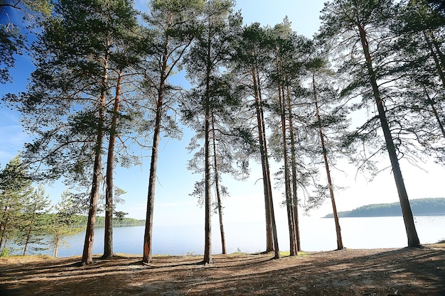 spring forest landscape seasonal / green background trees in the forest, fresh spring sunny landscape in nature, eco concept