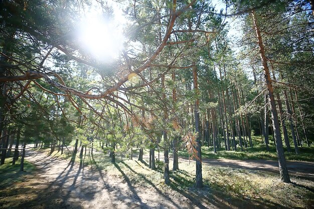 весенний лесной пейзаж сезонный / зеленый фон деревья в лесу, свежий весенний солнечный пейзаж на природе, экологическая концепция