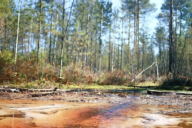 spring forest landscape seasonal / green background trees in the forest, fresh spring sunny landscape in nature, eco concept