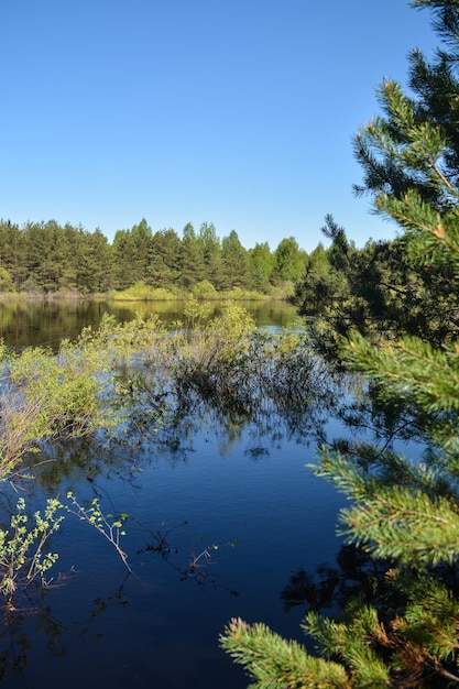 Spring forest landscape