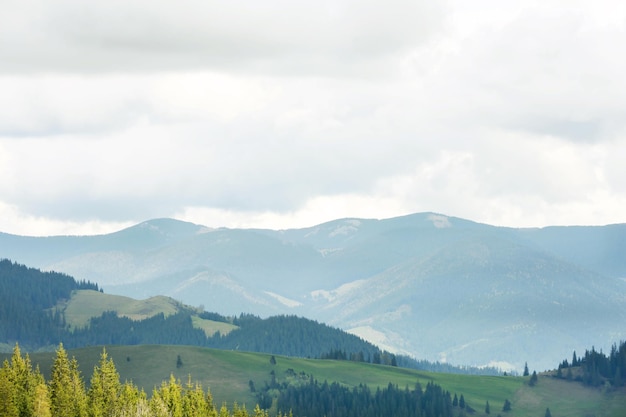 Spring forest on mountain slopes