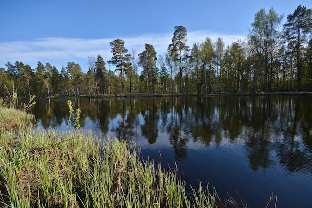 Spring on the forest river