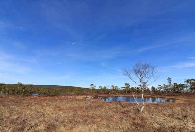 Spring in the forest, swamp with Birch tree in front of a pond Norway