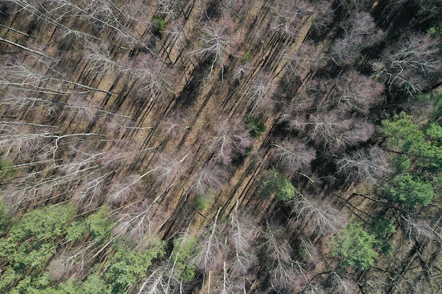 Fotografia aerea di vista dall'alto della foresta primaverile da un drone