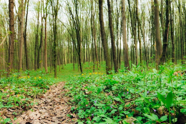 A spring forest trees. nature green wood sunlight backgrounds.