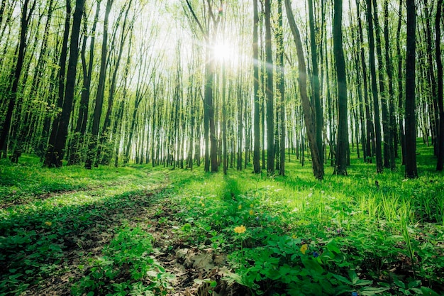 A spring forest trees nature green wood sunlight backgrounds