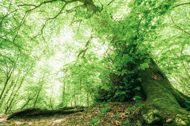 Spring forest trees nature green wood sunlight backgrounds