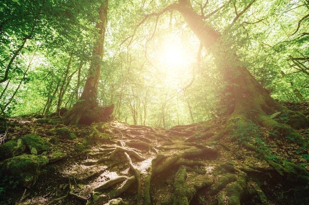 春の森の木々自然緑の木の日光の背景