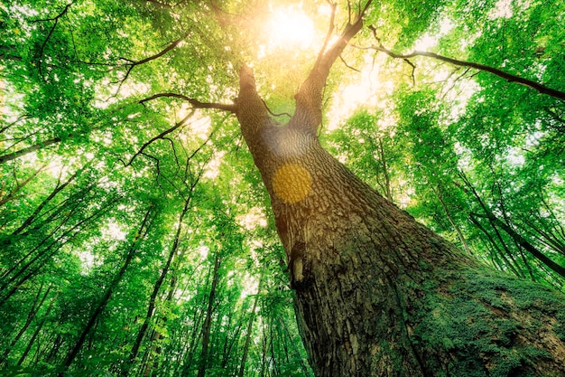 A spring forest trees nature green wood sunlight backgrounds