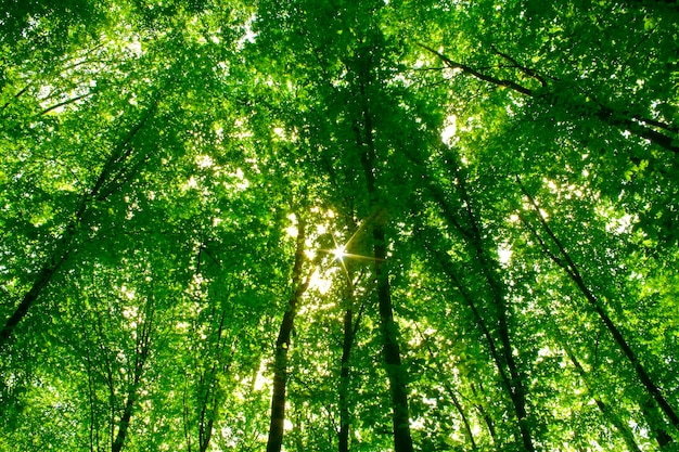 Alberi forestali di primavera. sfondi di natura verde e legno del sole.