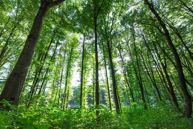 Spring forest trees nature green wood sunlight backgrounds