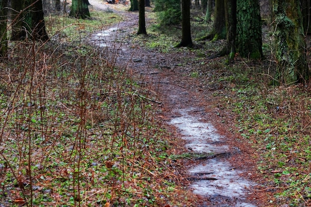 Spring forest with fir trees and grass