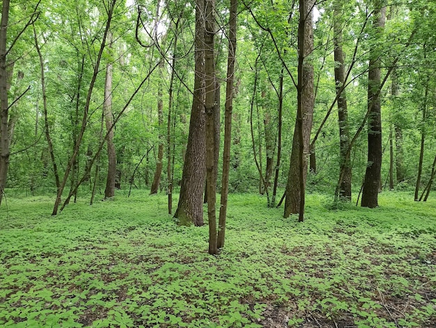 緑の草と木の森の春の森 森の風景