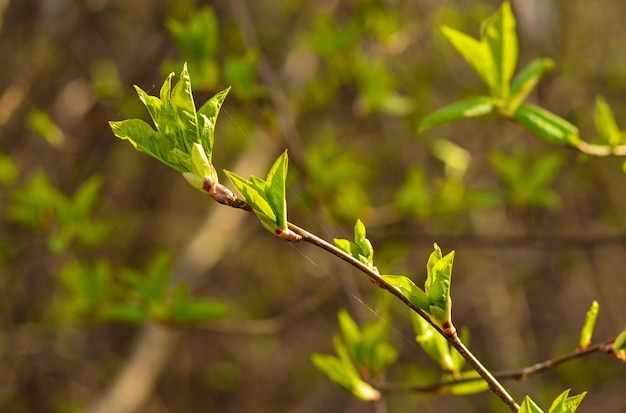 Spring forest with tree branches and young leaves on a blurred background on a sunny day